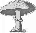 Image to recognise for aviaPanda
