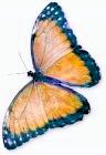 Image to recognise for aviaPanda