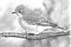 Image to recognise for aviaPanda