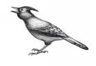 Image to recognise for aviaPanda