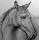 Image to recognise for aviaPanda