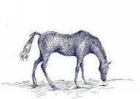 Image to recognise for aviaPanda