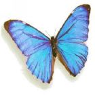 Image to recognise for aviaPanda