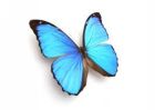 Image to recognise for aviaPanda