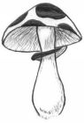Image to recognise for aviaPanda