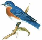 Image to recognise for aviaPanda